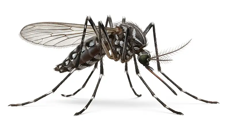 Aedes mosquito illustration, daytime biting mosquito breeding in small standing water sources
