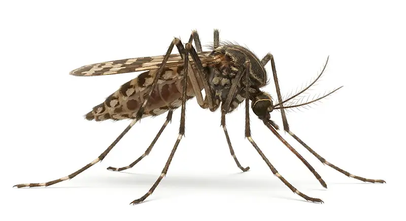 Anopheles mosquito illustration, night-biting mosquito species known for breeding in clean water