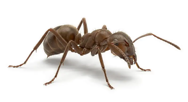 Argentine ant illustration, tiny invasive ant forming large colonies in warm coastal regions
