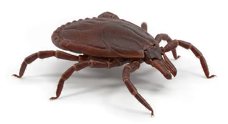 Brown dog tick illustration, indoor tick species that thrives on pets and in sheltered spaces