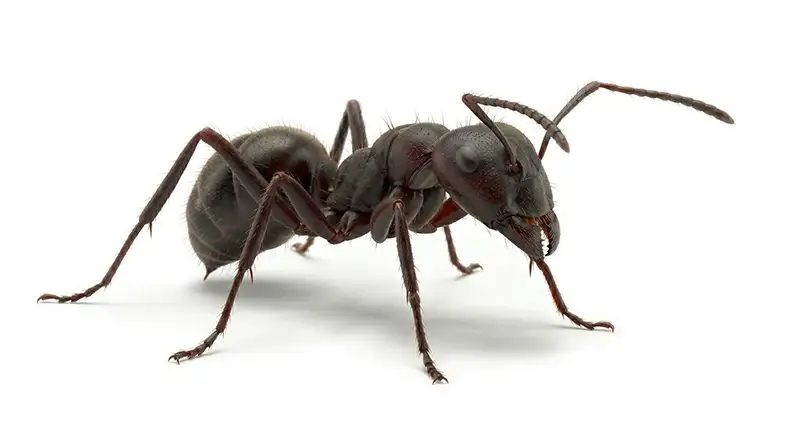Carpenter ant illustration, large ant that tunnels through wood and damp structures