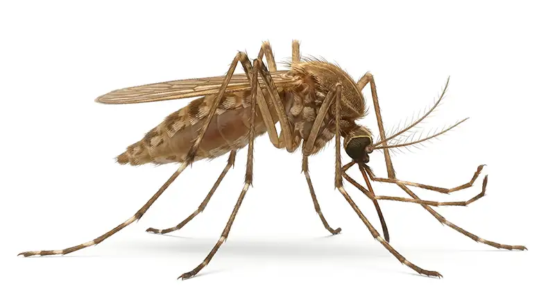 Culex mosquito illustration, evening-active mosquito commonly breeding in stagnant water
