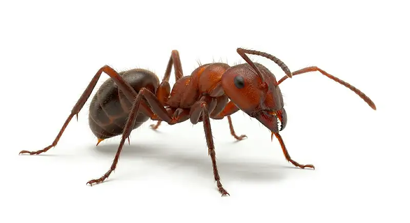 Fire ant illustration, aggressive stinging ant building mounds in dry and landscaped areas