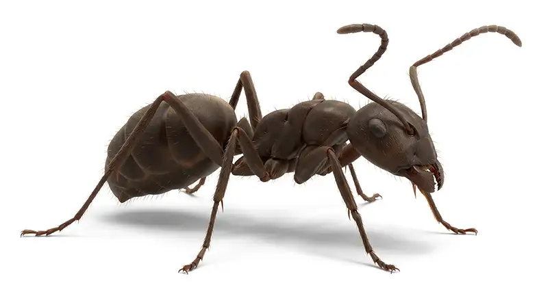 Odorous house ant illustration, small ant attracted to sweets and indoor moisture sources