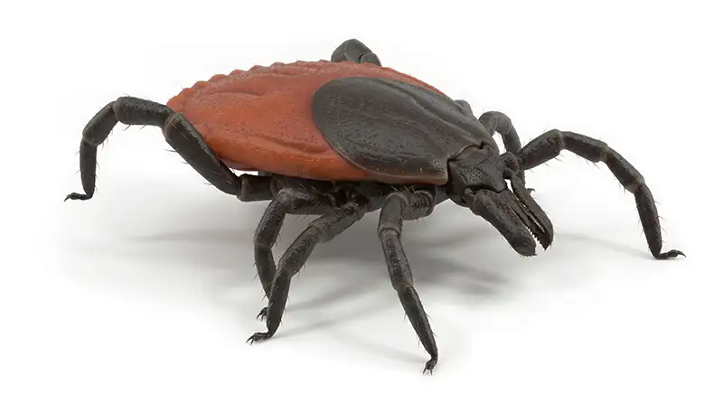 Western blacklegged tick illustration, outdoor tick found in brush and grassy habitats