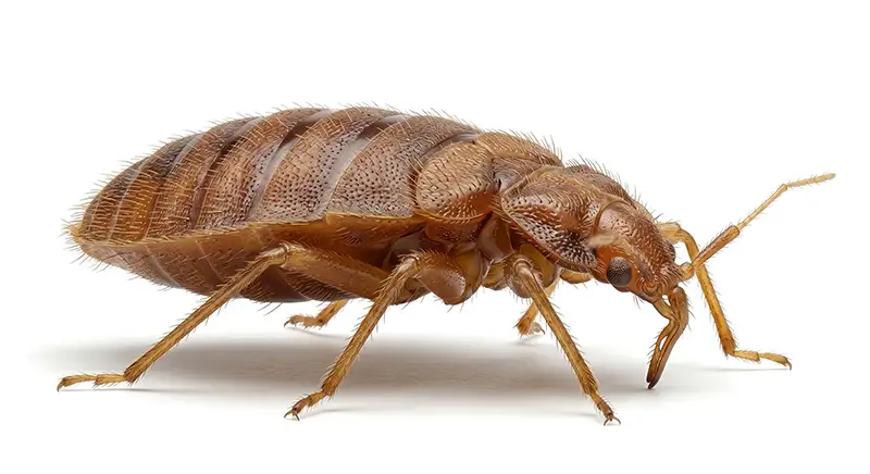 Bed bug illustration, nocturnal insect that feeds on humans and hides in bedding and furniture
