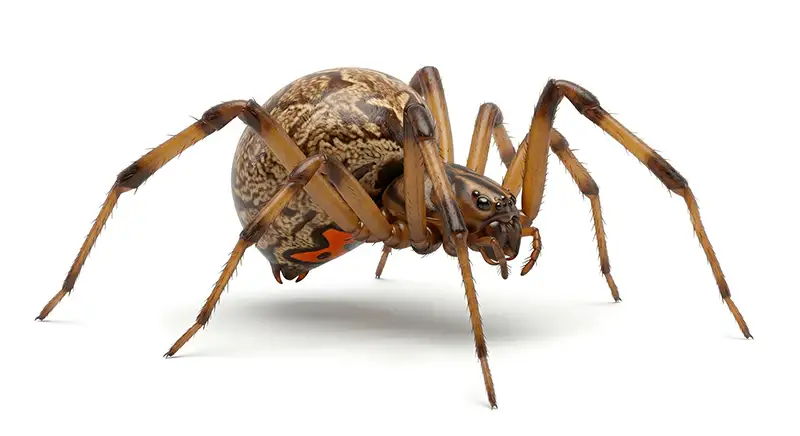 Brown widow spider illustration, web-building spider with spiky egg sacs in outdoor spaces