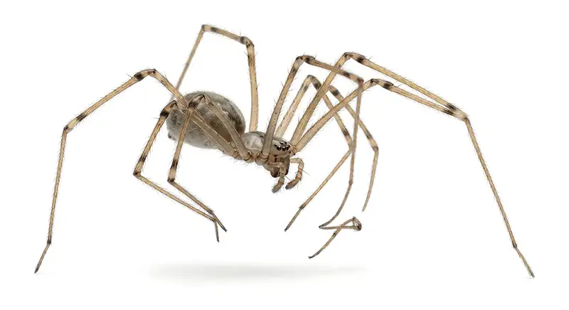 Cellar spider illustration, long-legged spider commonly found in corners and ceiling spaces