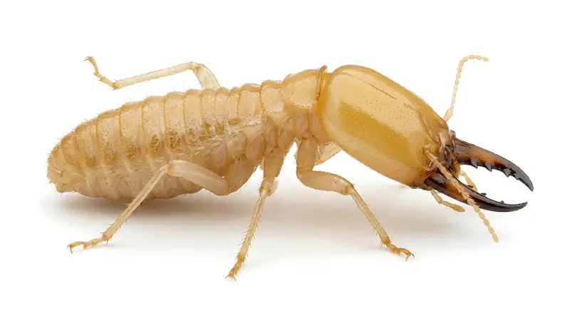 Drywood termite illustration, wood-infesting termite living inside dry structural timber