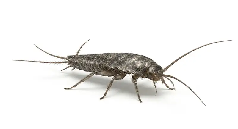 Firebrat illustration, heat-loving silverfish relative found near attics and appliances