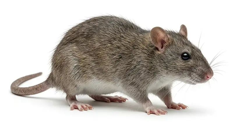 Norway rat illustration, burrowing rodent found around foundations and ground-level spaces