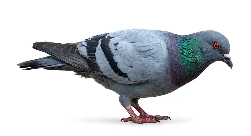Pigeon illustration, urban bird often roosting on rooftops and ledges