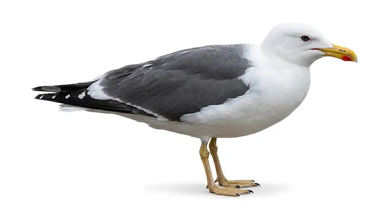 Seagull illustration, coastal bird frequently scavenging food near buildings and outdoor spaces