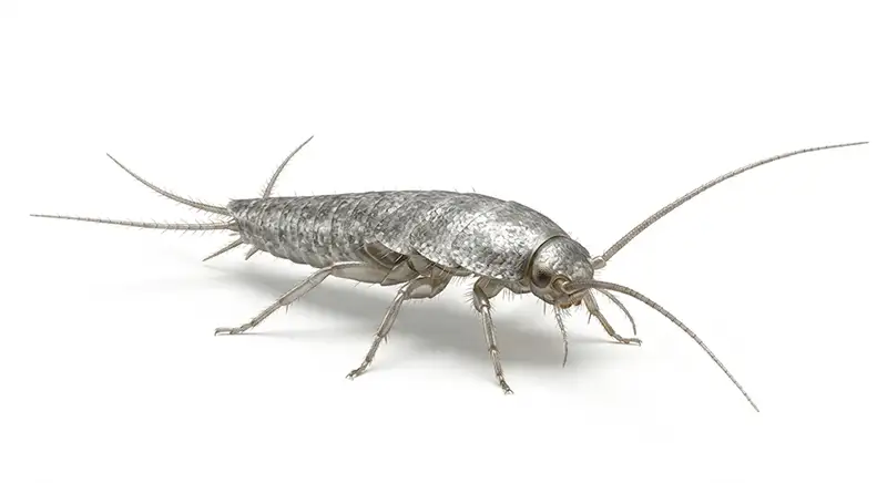 Silverfish illustration, moisture-loving household insect commonly found in bathrooms and storage areas