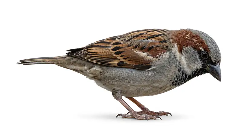 Sparrow illustration, small bird nesting in vents, eaves, and sheltered openings