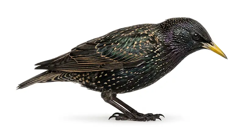 Starling illustration, flocking bird species known for noisy group activity