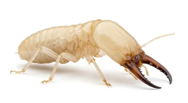 Subterranean termite illustration, soil-dwelling termite that feeds on wood from below structures