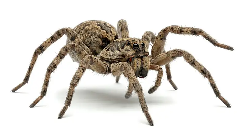 Wolf spider illustration, fast-moving ground hunter often seen indoors or in garages