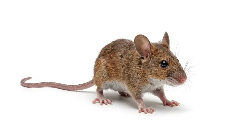 Field/Deer mouse illustration, outdoor rodent that lives near canyons and open space, moving into garages and sheds