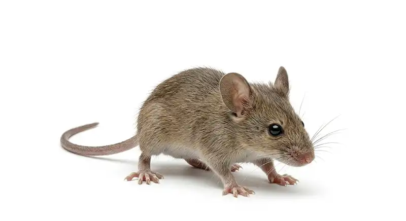 House mouse illustration, small rodent that enters homes seeking food and shelter