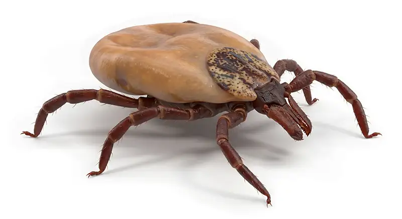 tick illustration