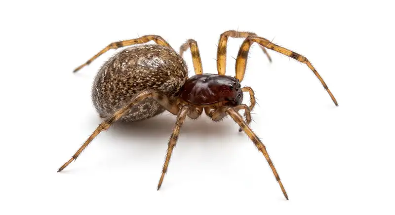 Illustration of a common house spider, nuisance web-builders that cluster in corners, ceilings, and garages.
