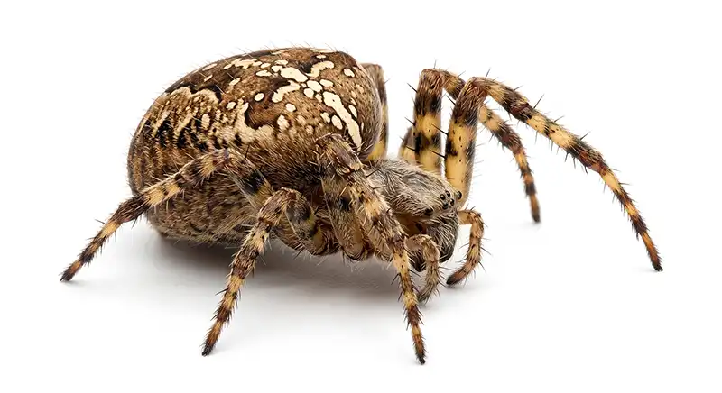 Illustration of an orb-weaving spider, weavers of ornate and elaborate webs constructed each evening in eaves and vegetation.
