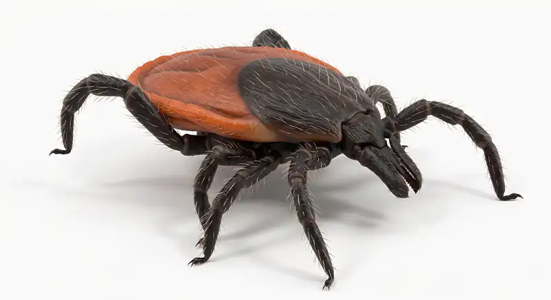 Western blacklegged tick illustration, outdoor tick found in brush and grassy habitats