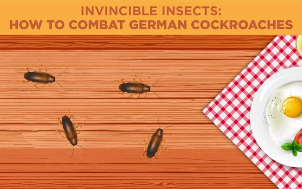 German cockroaches illustration
