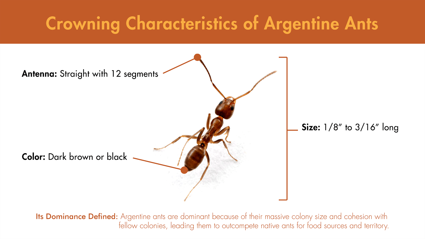 Illustration featuring the visual characteristics of the Argentine ant.