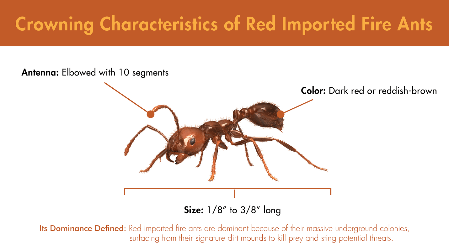 Illustration featuring the defining characteristics of Red Imported Fire Ants.