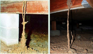 Subterranean Termite Damage and Mud Tubes